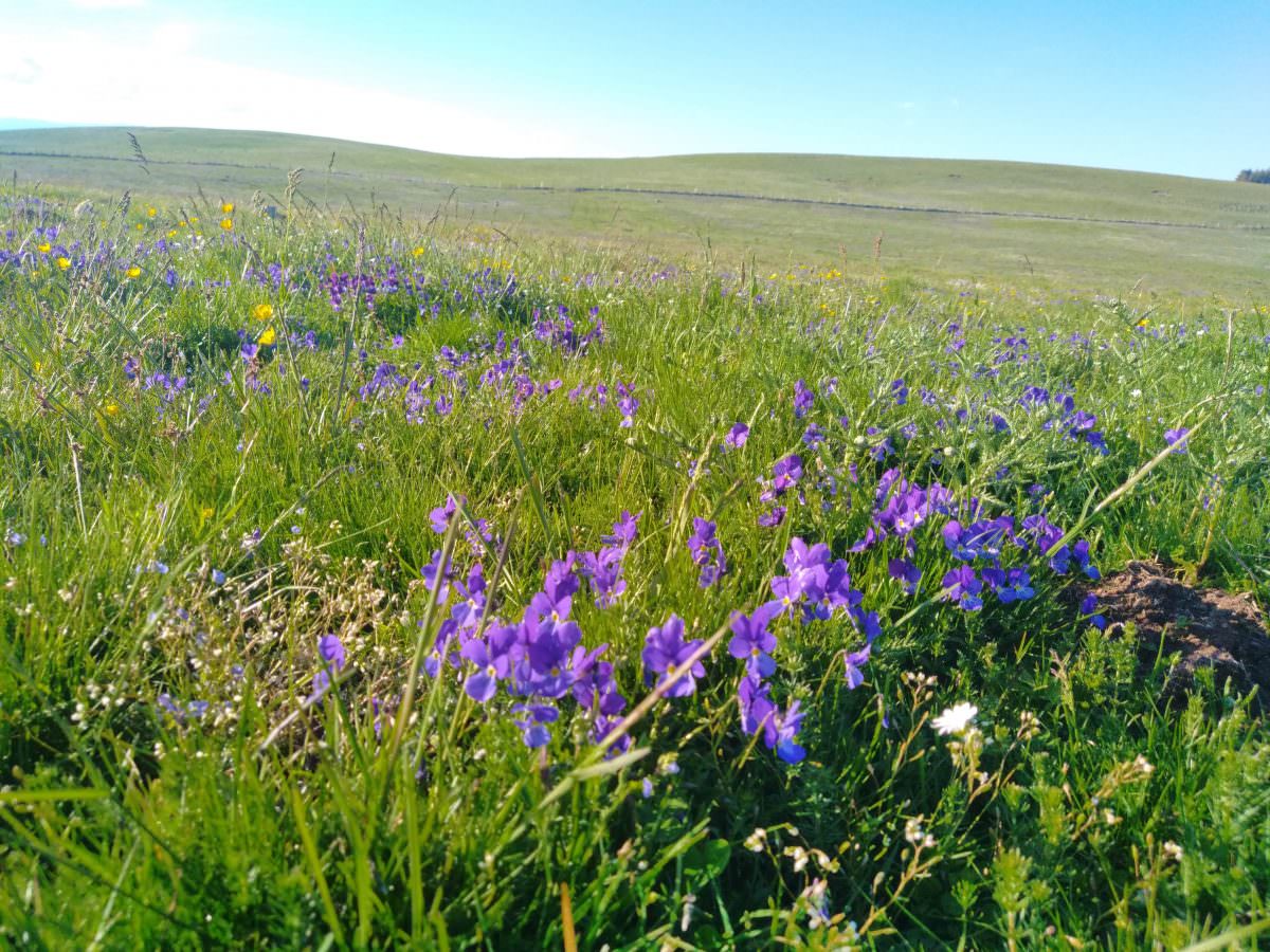 Prairies en fleurs
