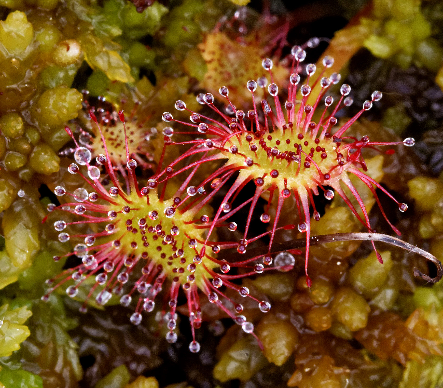 Drosera © Meravilles