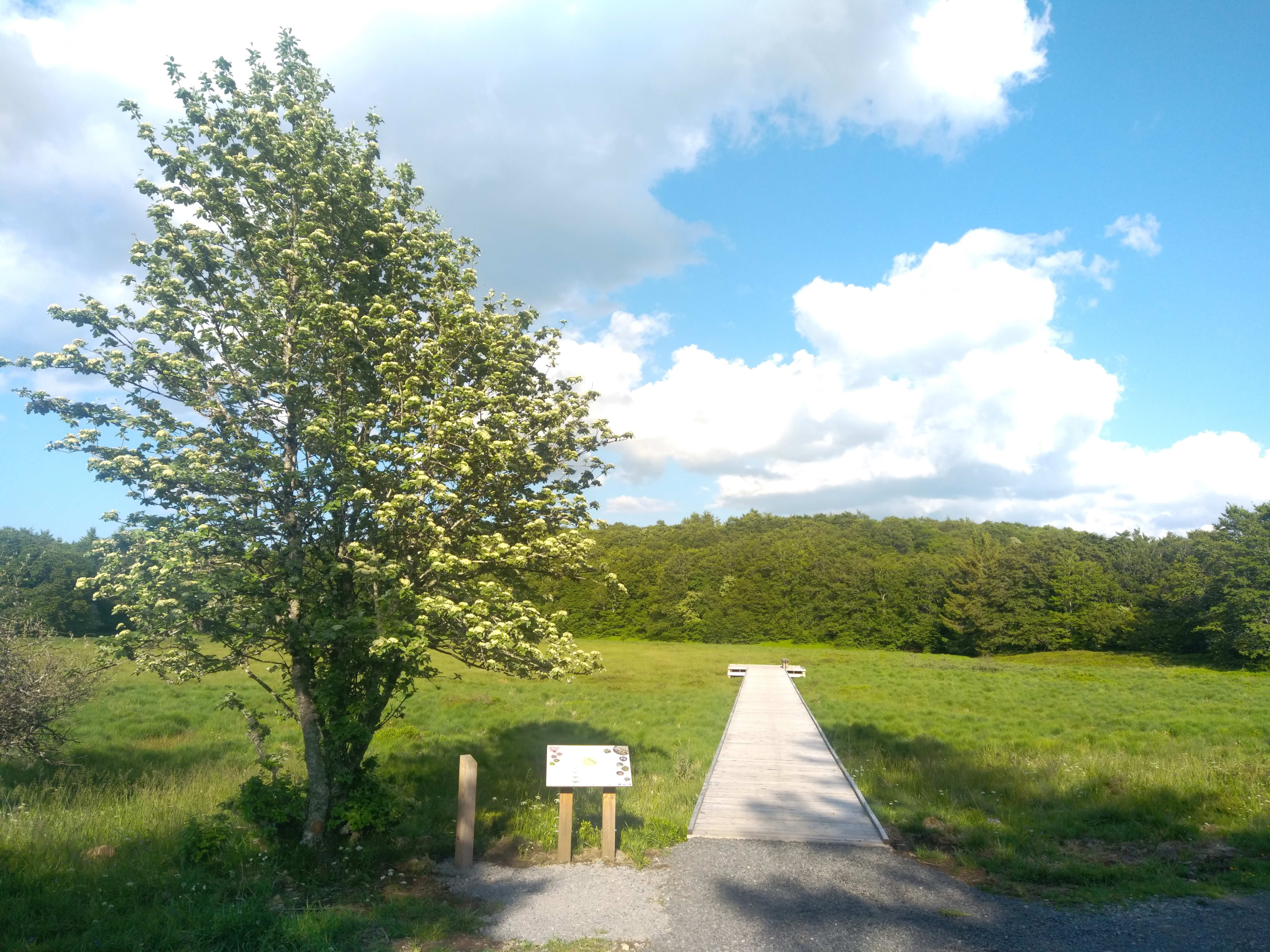 Lire la suite à propos de l’article Le sentier botanique : une balade sensorielle pour découvrir les écosystèmes emblématiques de l’Aubrac