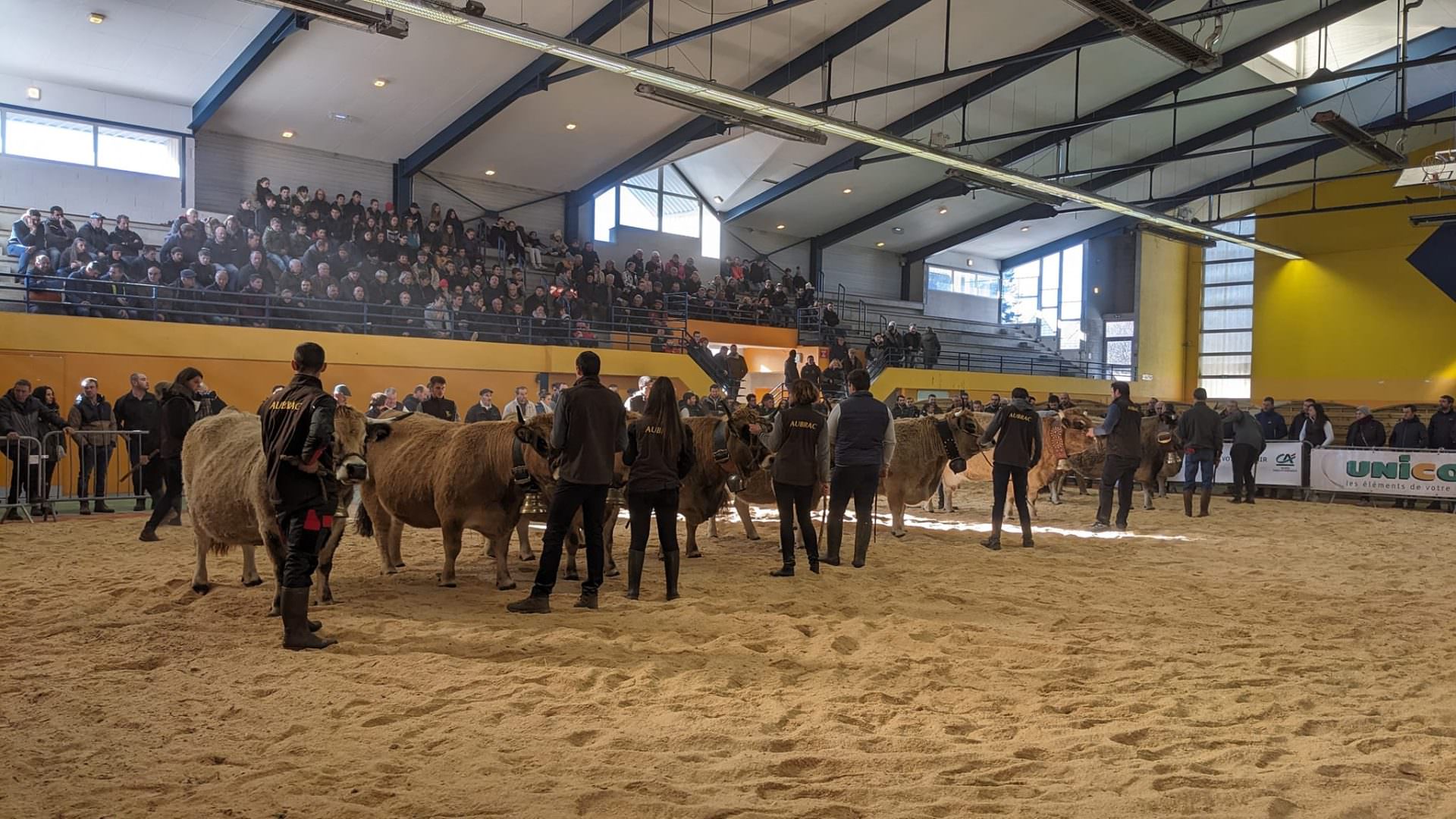 Lire la suite à propos de l’article Sélection des animaux Aubrac pour le SIA 2024 : une belle réussite !