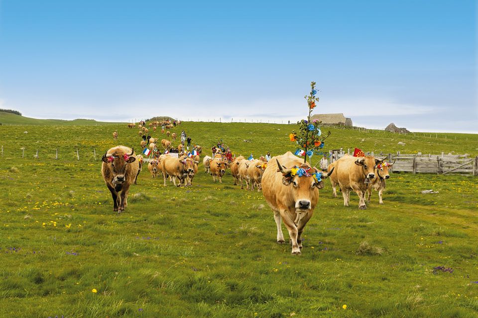 Lire la suite à propos de l’article La transhumance classée au patrimoine immatériel de l’UNESCO