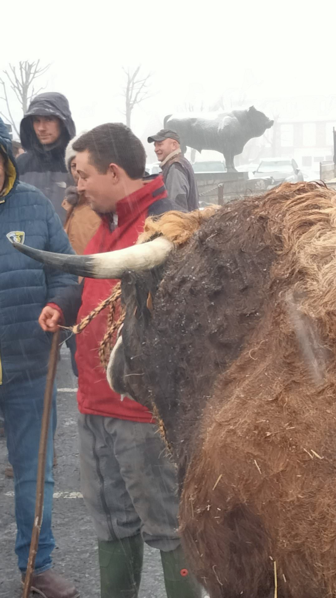 Lire la suite à propos de l’article Retour en images sur le départ des animaux Aubrac pour Paris